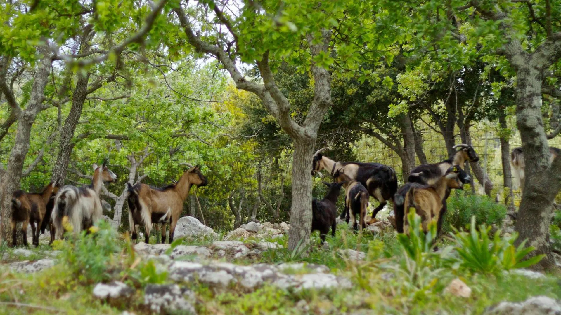 Ellotia & Asterion By Forest Villas Rethymno